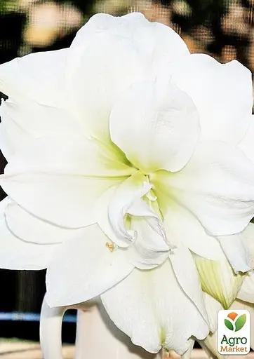 Гиппеаструм махровый "White Amadeus" (Амариллис) (177193) 1 шт - фото 3
