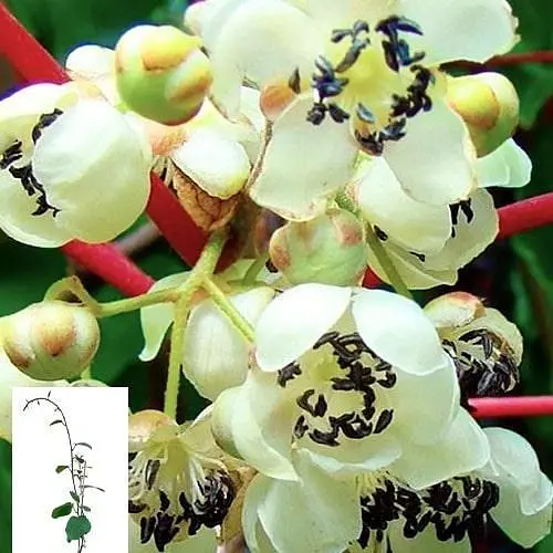 Ківі чоловічий запилювач "Мальбек" укорінений у контейнері (саджанець 2 роки) (153308) 1 саджанець в упаковці - фото 1