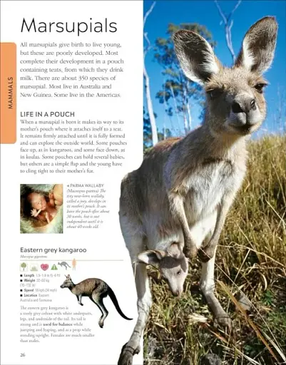 Animals A Children's Encyclopedia - фото 2