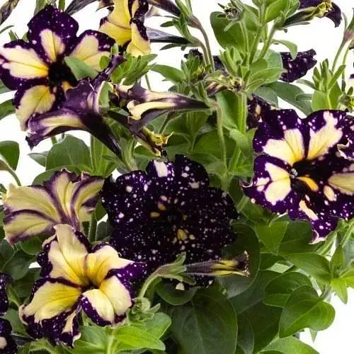 Петуния Happytoonia "Starry Blue" (116321) 1 саженец - фото 1