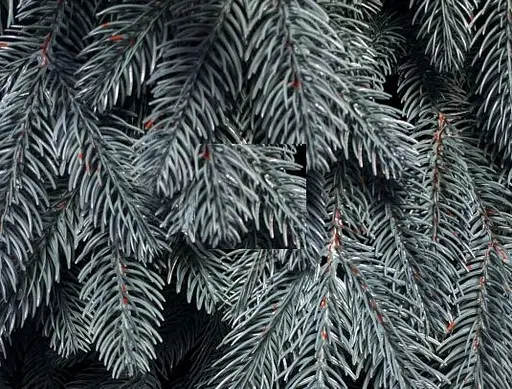 Гирлянда из хвои Премиум 2 м литая (Голубая) - фото 4