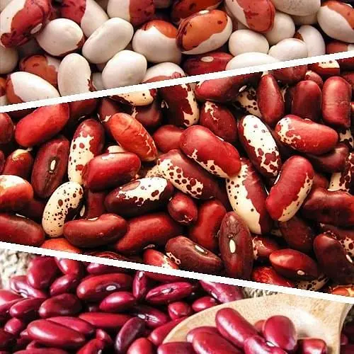 Квасоля на сухе зерно "Суміш кращих популярних сортів" ТМ "Весна"  15г (45536) - фото 1