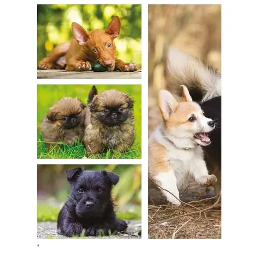 Dogs - Джексон Том - фото 4