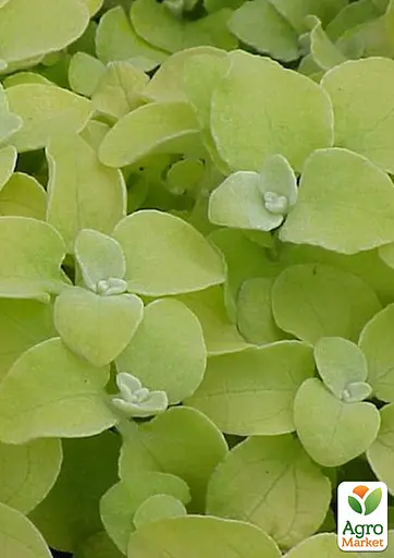 Геліхрізум ампельний "Gold Leaf" (185706) 1 саджанець - фото 2