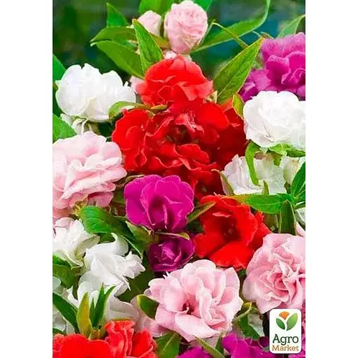 Бальзамин смесь (Зипер) Весна 1г (12087) - фото 1