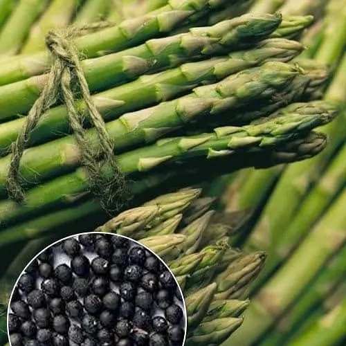 Спаржа "Делікатесна" (зіпер) ТМ "Весна" 0,5г (183408) - фото 1