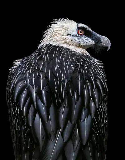 Birds. Photographs - фото 8