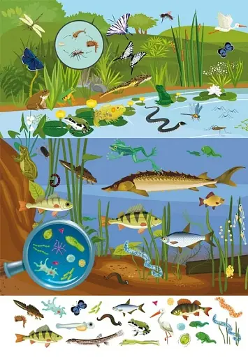 Книга-картонка Великий віммельбух. Мікросвіт - фото 6