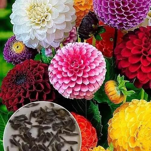 На вес Георгина Весна Помпон 1 г (50056) - фото 1