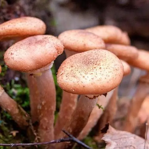 Міцелій на дубових брусочках "Опеньок північний" 10шт (45265) - фото 1