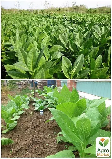 Семена Табак "Курильный" Весна 1г (22481) - фото 4