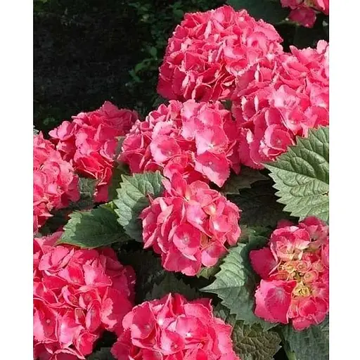 Гортензія великолистна 3-х річна "Leuchtfeuer" висота 30-50см (181984) 1 саженец - фото 1