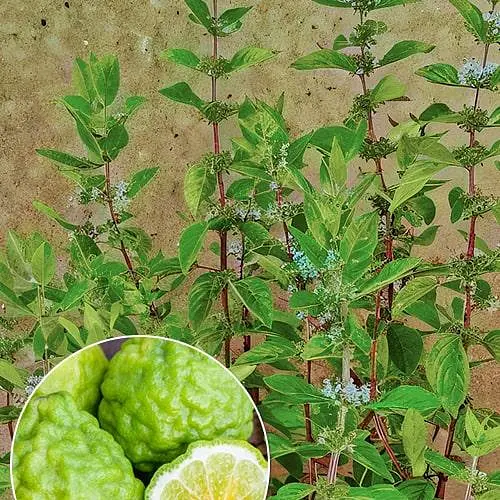 Мята Бергамотная "Mentha suaveolens x Piperita" (186522) (Корневище) 1 саженец в упаковке - фото 1