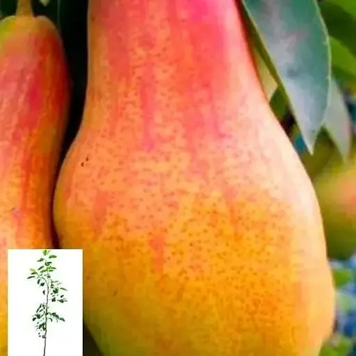 Груша Agro-Market "Талгарська красуня" вкорінена в контейнері (саджанець 2 роки) (156415) 1 саджанець в упаковці - фото 1