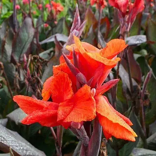 Канна темнолиста «Red Wine» (190710) 1 шт - фото 1