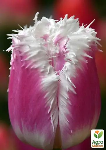 Тюльпан "Hawaii" (186256) 2 шт - фото 2