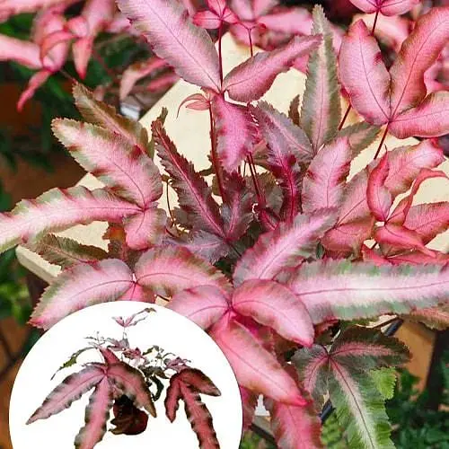 Птеріс Agro-Market Критський Make-up Pink (112545) 1 саджанець в упаковці  кімнатний - фото 3