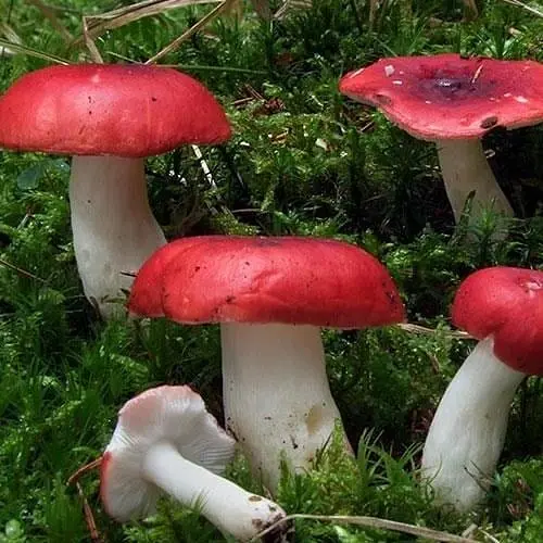 Сухий зерновий міцелій "Сироїжка" 10г (45506) - фото 1