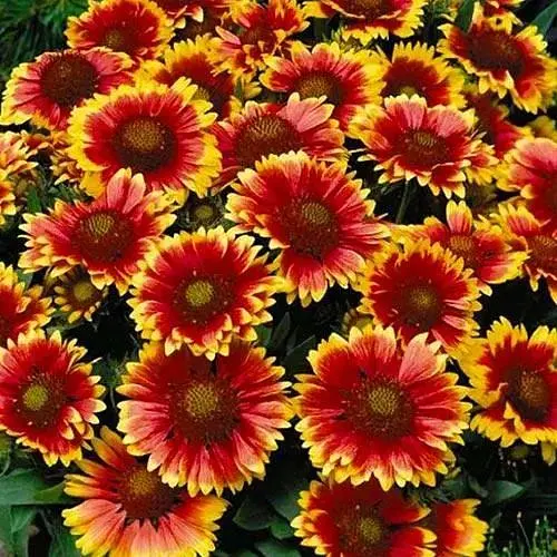 Гайлардія багаторічна великоквіткова "Guapa Tango Bicolour" (вазон Р9) (189465) 1 саженец - фото 1