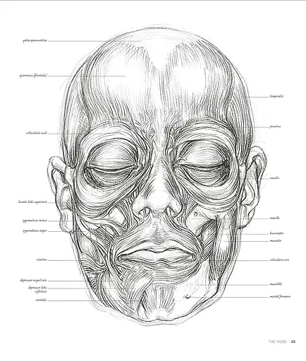 Anatomy for the Artist - фото 3