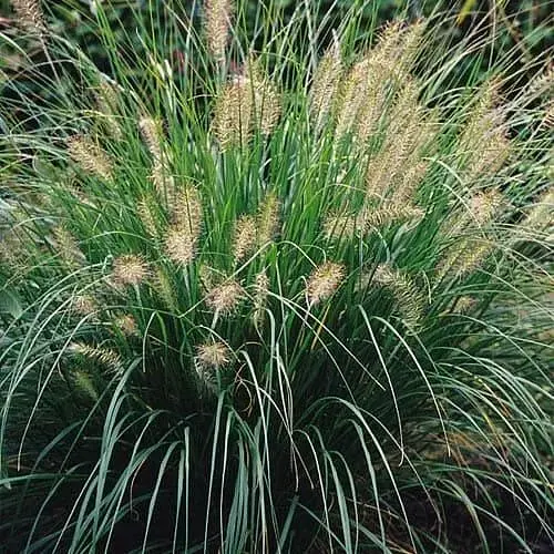 Пеннисетум лисохвостый Agro-Market Moudry вазон С2 (176620) 1 саженец в упаковке - фото 2
