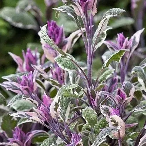 Шавлія "Tricolor" (51756) 1 саженец - фото 1