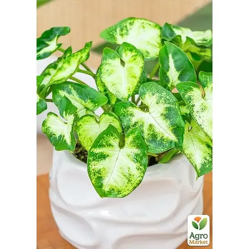 Сингоніум Agro-Market Pixie" висота 20-30 см (187880) 1 саджанець в упаковці (кімнатний) Нідерланди - фото 1