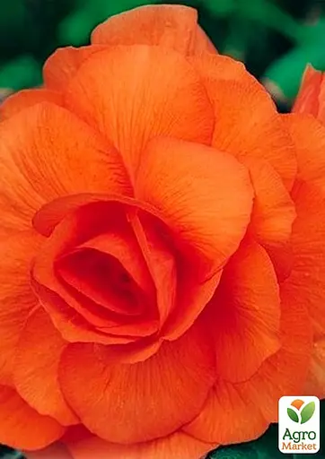 Бегония махровая "Лососевая" 1 шт (35478) - фото 2