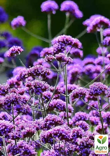 Вербена Бонарська (сухоцвіт цвіте до заморозків) вазон Р9 (188629) 1 саженец - фото 3