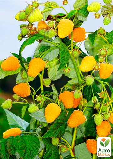 Малина Agro-Market "Желтый Гигант" (ремонтантный сорт, один из самых известных) 1-летний саженец (189516) 1 шт в упаковке - фото 2