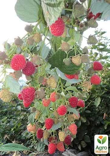 Малина Agro-Market "Maravilla" (ремонтантый высокоурожайный сорт, американской селекции) 1-летний саженец (189498) 1 шт в упаковке - фото 3