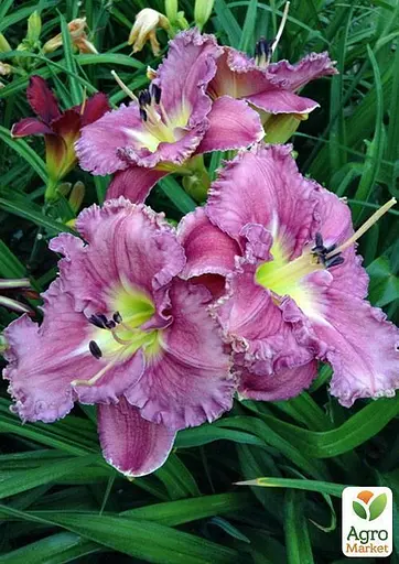 Лілійник "Magic Amethyst" (49787) - фото 2