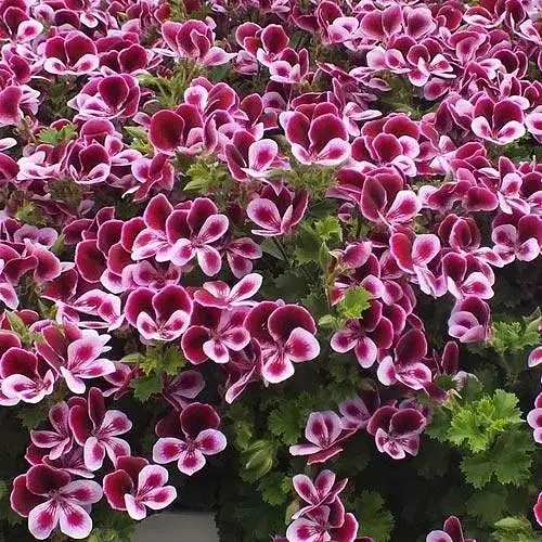 Пеларгонія ароматна Angels Perfume "Bicolor" (189810) 1 саженец - фото 1
