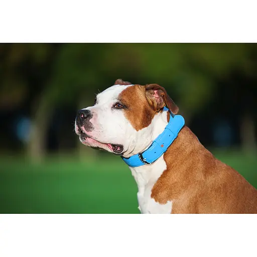 Нашийник для собак шкіряний Waudog Glamour з QR-паспортом без прикрас L Ш 25 мм Д 38-49 см блакитний - фото 6