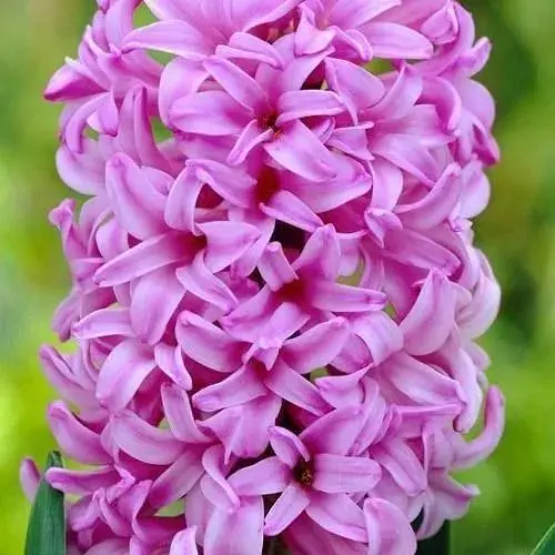 Гіацинт "Anna Liza" 2 шт (17243) - фото 1