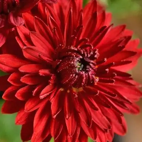 Хризантема мультифлора куляста "Futura Red" (130607) 1 саженец - фото 1