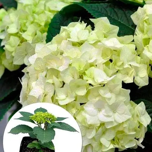 Гортензія крупнолистна 2-х річна "Vanilla Sky" висота саджанця 20-40см (103614) 1 саженец - фото 3