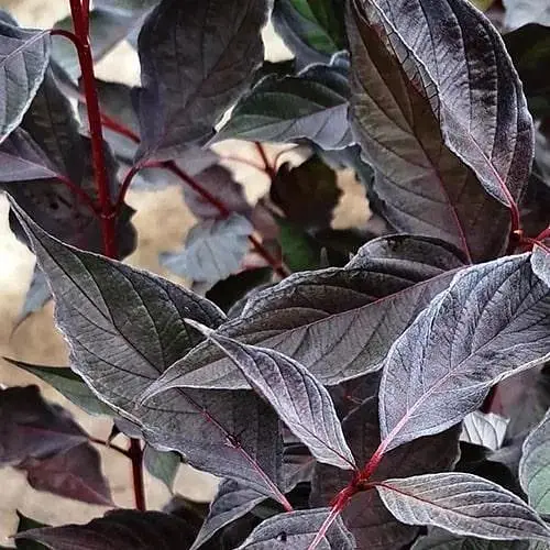 Дерен 3-летний белый "Nightfall" С3 высота 30-50см (187471) 1 саженец - фото 1