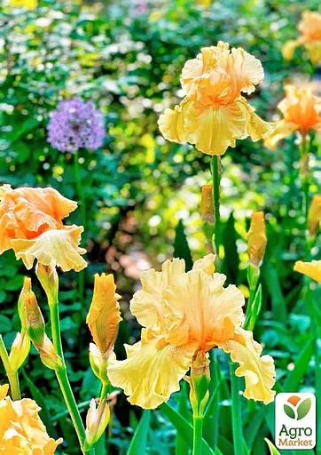 Ірис бородатий великоквітковий "Dance Til Dawn" (175854) 1 шт - фото 2