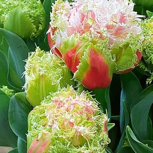 Тюльпан "Byron Bay" (186219) 2 шт - фото 1