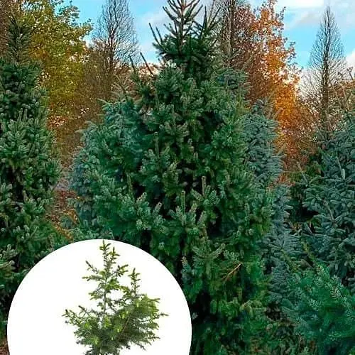 Ялина 3-х річна Agro-Market сербська Omorika С2 висота 40-50 см 120992 1 саджанець в упаковці - фото 1