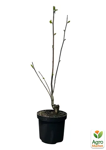 Магнолия 4-летняя "Sunrise" (высота 80-100см) (185265) 1 саженец Нидерланды - фото 2