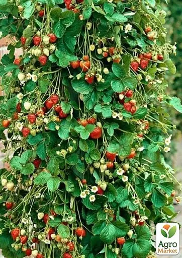 Клубника Ампельная Agro-Market "Белтран" (Beltran) (ремонтантный ранний сорт) (50234) 1 саженец в упаковке - фото 2