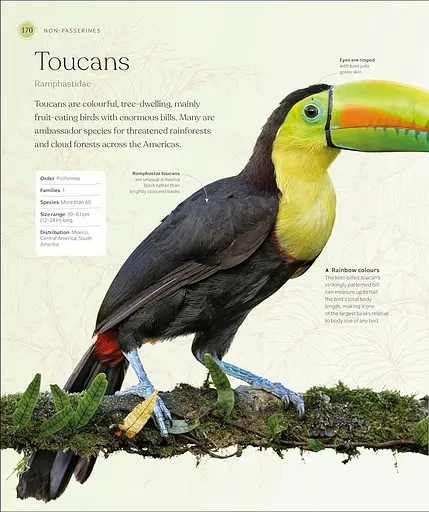 The Bird Book - фото 4