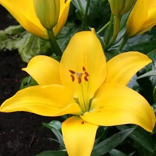 Лилия "Rapid Yellow" (186407) 1 шт - фото 1