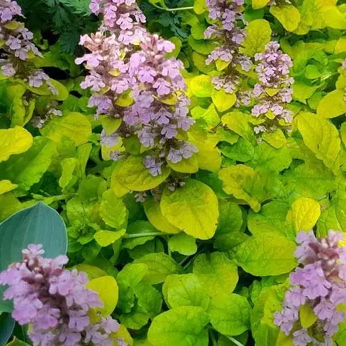 Живучка ползучая "Gold Chang" (эффектный многолетний золотистый ковер) (188396) 1 саженец - фото 1