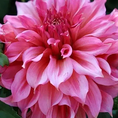 Георгина "Islander" (гигантский цветок) (189921) 1 саженец Нидерланды - фото 1