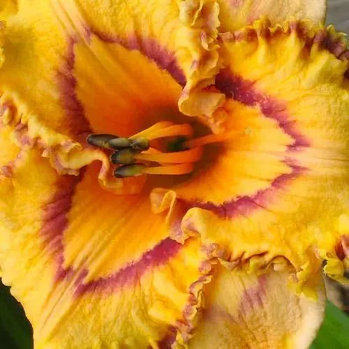 Лілейник "Lexicon" (сортовий вкорінений в контейнері С1,2) (185982) 1 саженец - фото 1