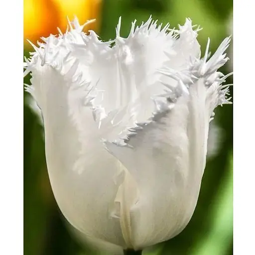 Тюльпан "Honeymoon" (размер 11/12, большой) 3 шт (39268) - фото 1