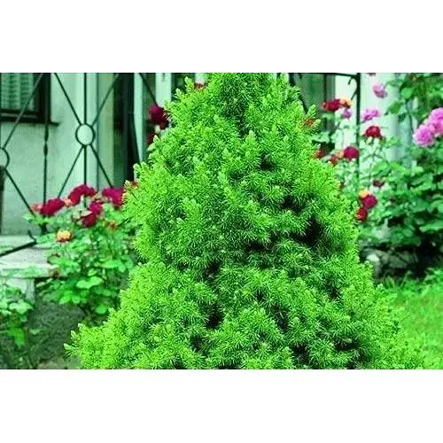 Ель канадская "Conica" (живая елка в горшке высота 60-80см) (64315) 1 саженец - фото 1